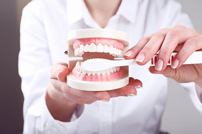 The image shows a person holding a model of human teeth, likely in an educational or dental context.